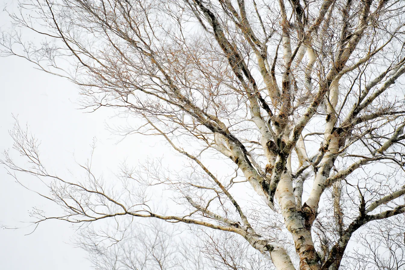 冬の木と木目背景｜葉が落ちた冬の木の枝が、木目模様の背景と一体となり、冷徹な冬の寂しさと木の温もりが絶妙に調和しています。