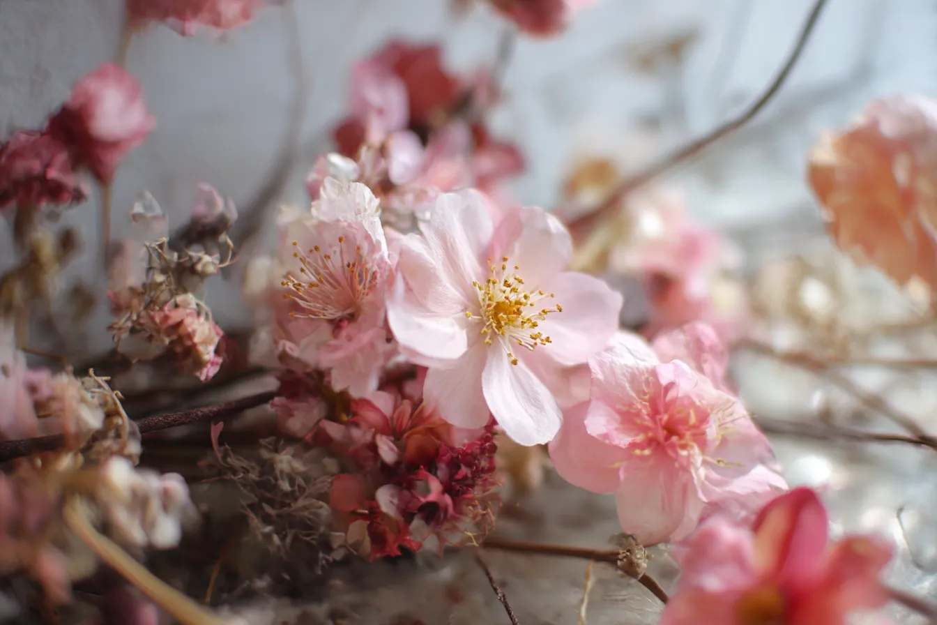 白い花と枯れた背景｜枯れた背景の中で咲く白い花がひときわ目を引く。花が持つ生命力と、それを囲む背景の枯れた美しさが対照的で、静かな力強さを感じさせる。