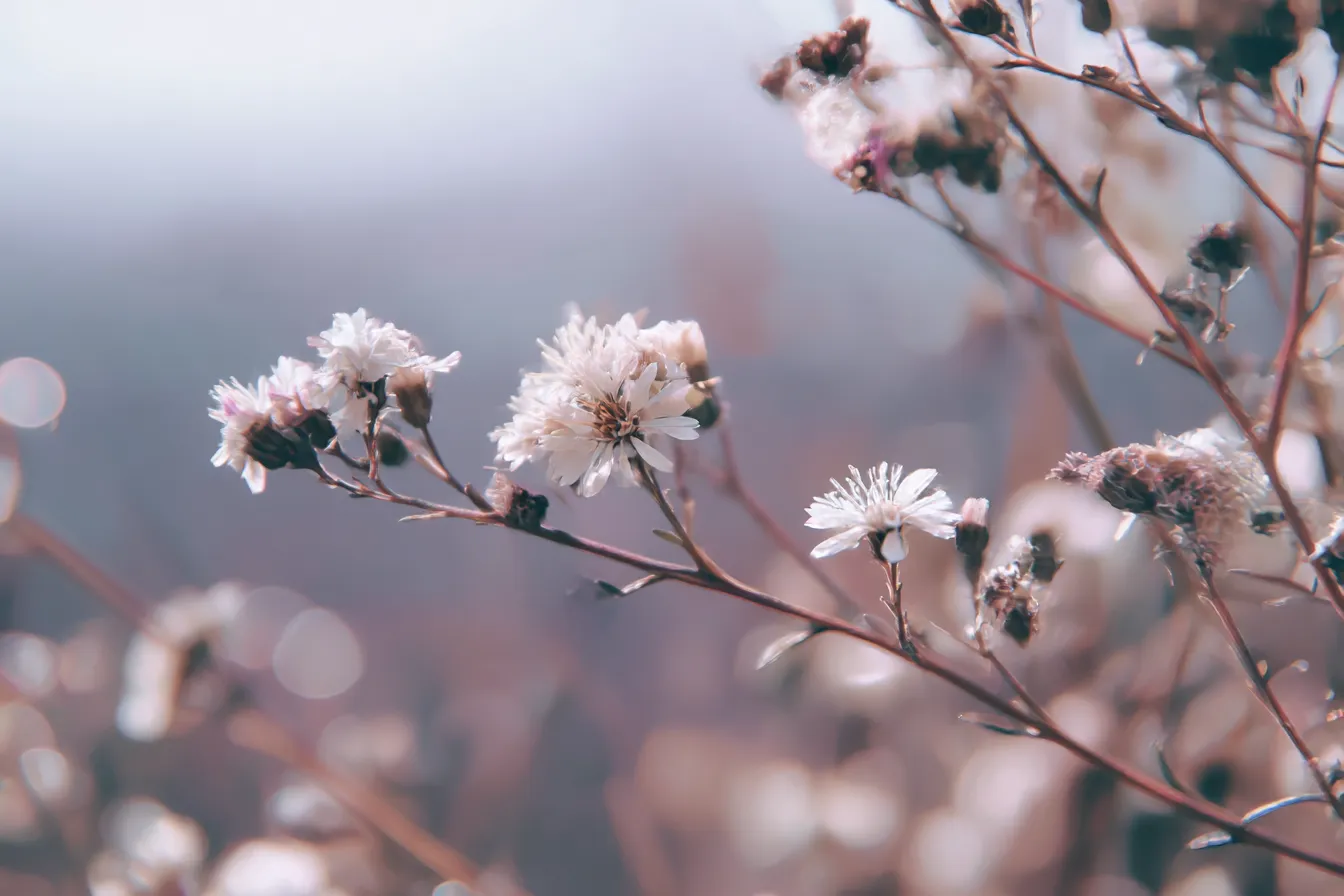 柔らかな光に包まれた花｜柔らかな光に包まれた花々が、美しい「花」の背景を作り出しています。淡い色合いとぼかしが、穏やかな空気感を漂わせ、心安らぐ雰囲気を与えます。