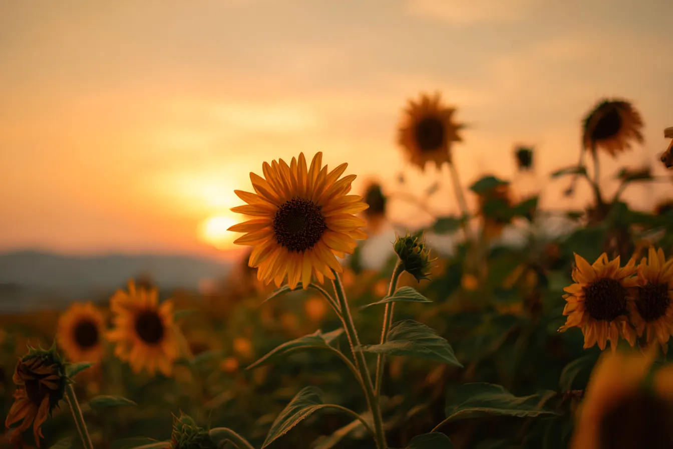 夕日の中のひまわりと空の背景｜夕日に照らされたひまわりの花が、温かみのある光とともに生き生きと輝いている。背景の空は、優しいオレンジ色に染まり、ひまわりと完璧に調和している。