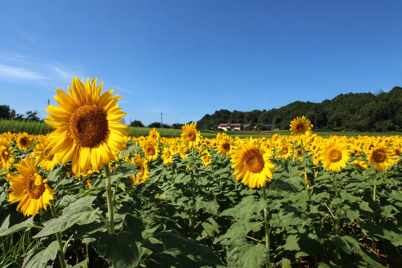 ひまわりと青空の背景｜明るい青空を背景に、ひまわりの花が元気に咲き誇るシーン。太陽の光を浴びて、ひまわりの花が力強く、空の広がりと調和した清々しい風景が広がっている。