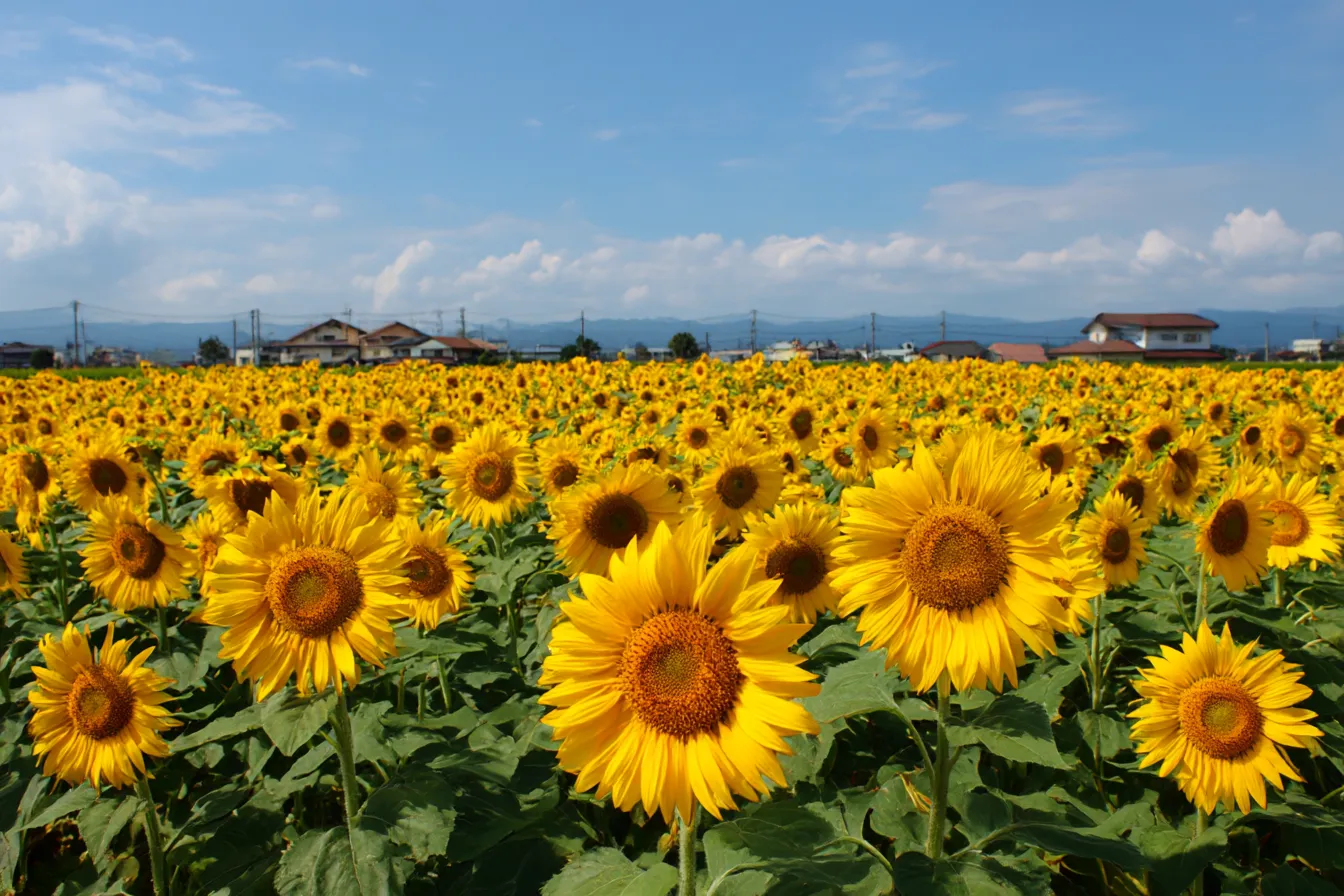 ひまわりと広がる畑の背景｜ひまわりが満開に咲く広大な畑と、その背後に広がる山々と空が調和した美しい風景。背景の空とひまわりが、自由で開放感を与え、元気な印象を与えている。