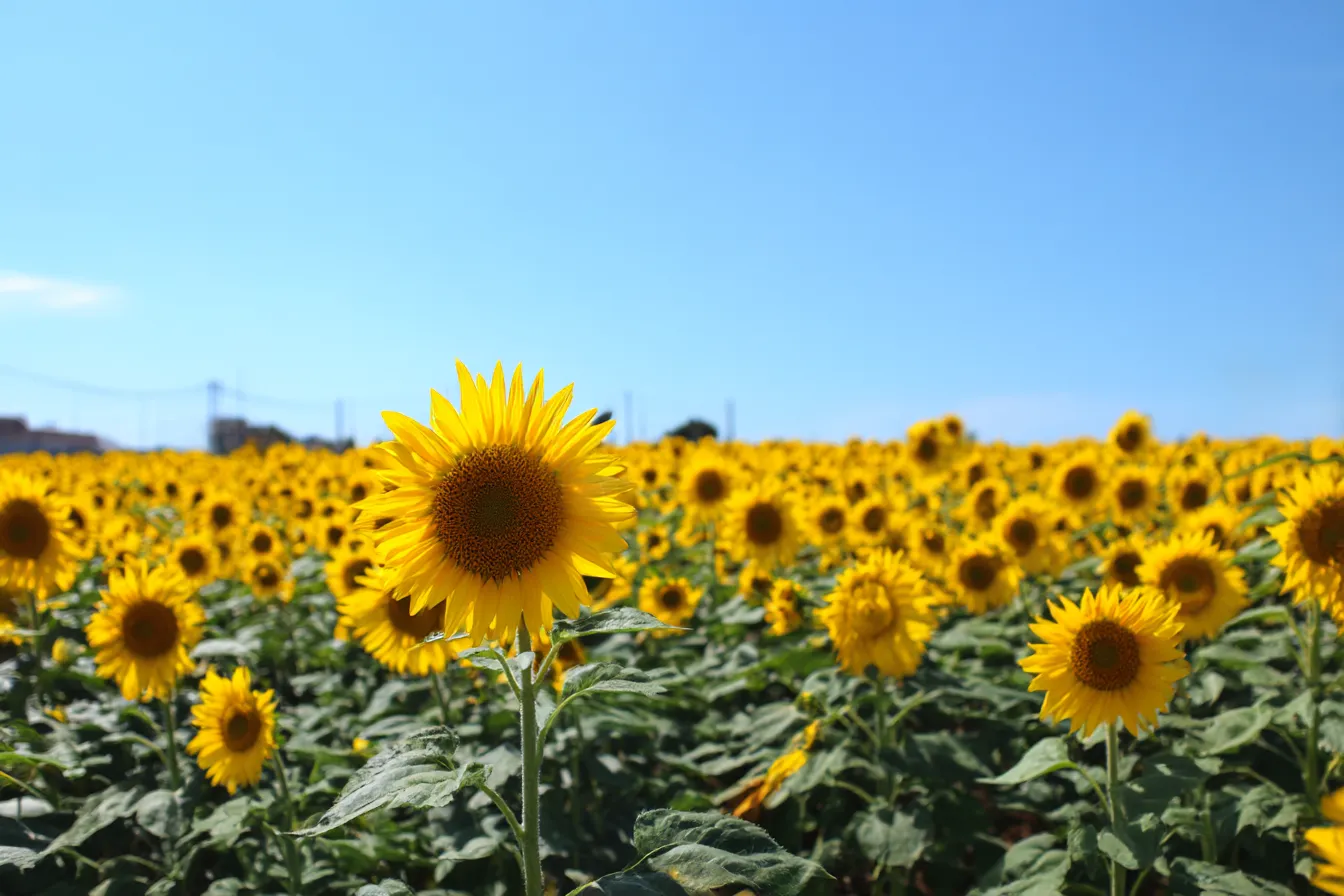 ひまわりと青空の背景｜澄み渡る青空の下、ひまわりが大きく花を咲かせているシーン。背景の青空と共に、ひまわりの明るい色が際立ち、心地よい風が吹き抜けるような爽快感が感じられる。
