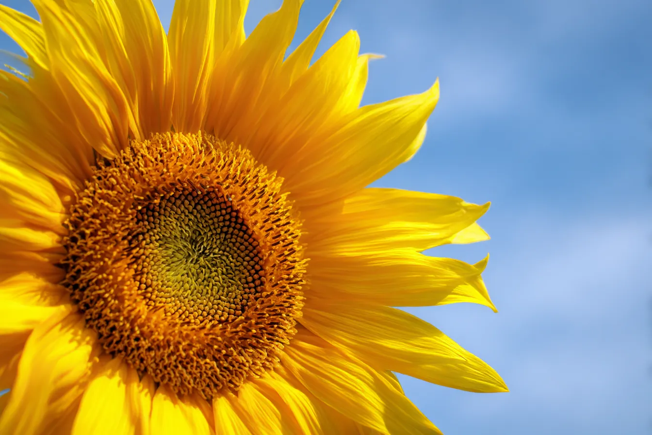 ひまわりのアップと清々しい背景｜ひまわりの花のアップが、美しい青空を背景に見事に浮かび上がる。花びらの細部まで繊細に映し出され、背景の清々しさがひまわりの魅力を一層引き立てている。