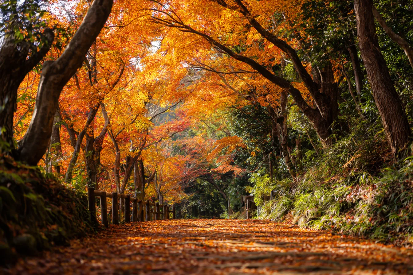秋の紅葉道と綺麗背景｜秋の紅葉が鮮やかに色づく並木道。歩道に広がる赤や黄色の葉が、自然の美しさを強調し、周囲の景観を柔らかく包み込むように、綺麗背景がその魅力を引き立てています。