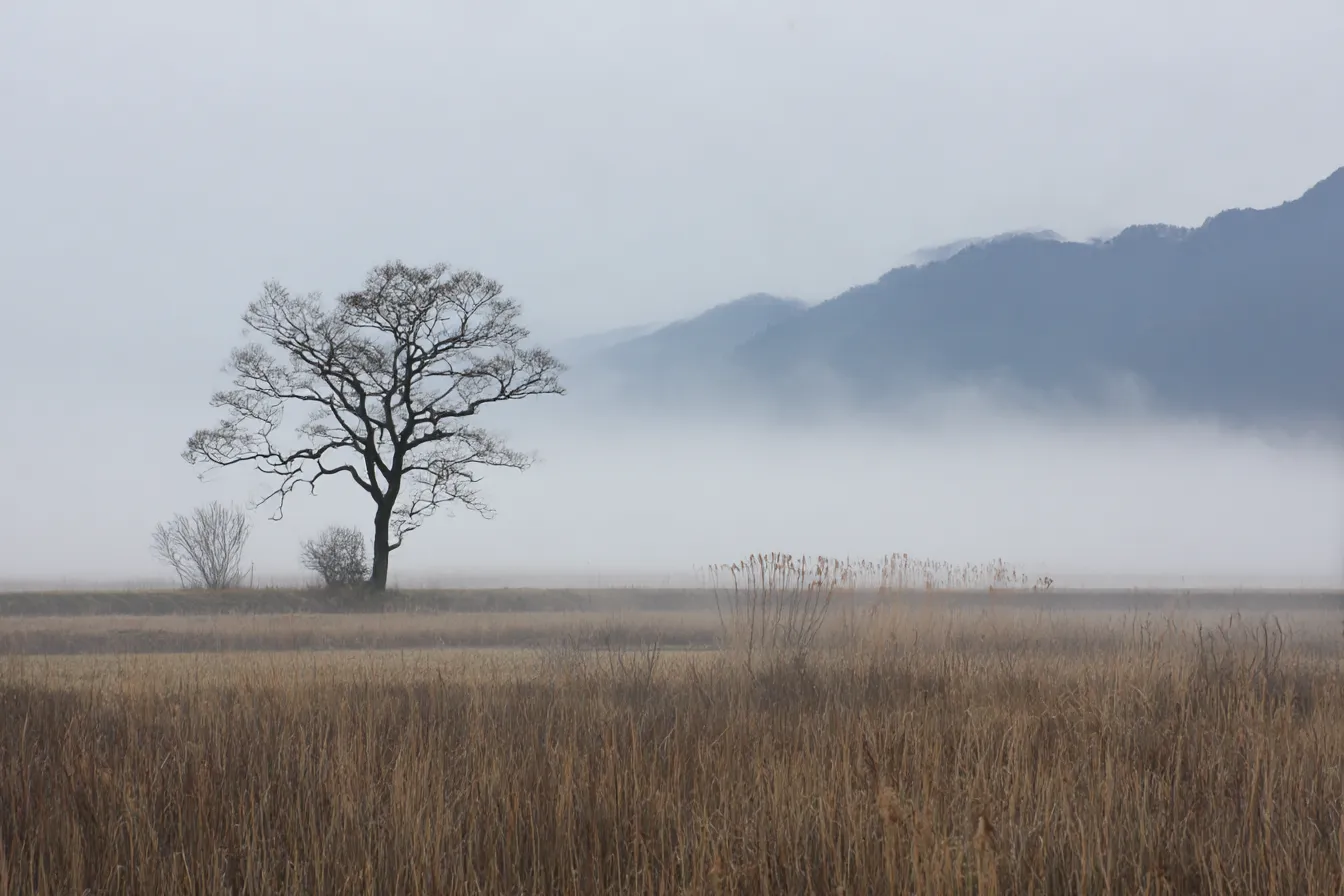 儚い背景・霧に包まれた枯野と木｜広がる枯れ草原に一本の木が立つ構図。遠くの山にかかる霧が静寂を強調し、どこか切なさを感じさせる儚い情景。