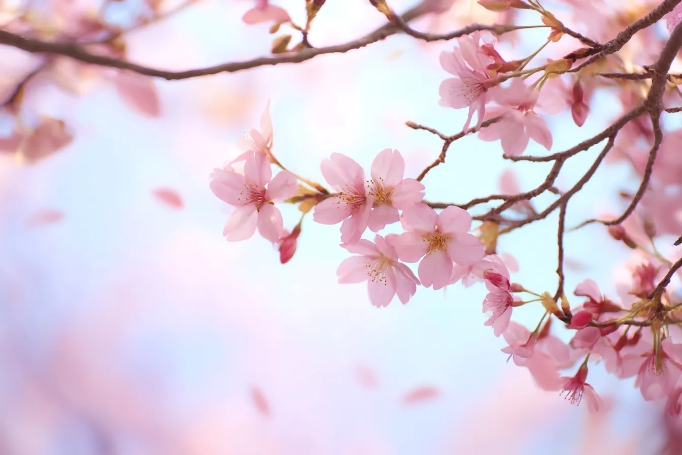儚い背景・春空と舞い散る桜｜淡い空色に重なるように桜の花が舞う背景。ピンクの花びらがゆるやかに舞い落ちる様子が、春の終わりの儚さを柔らかく表現。