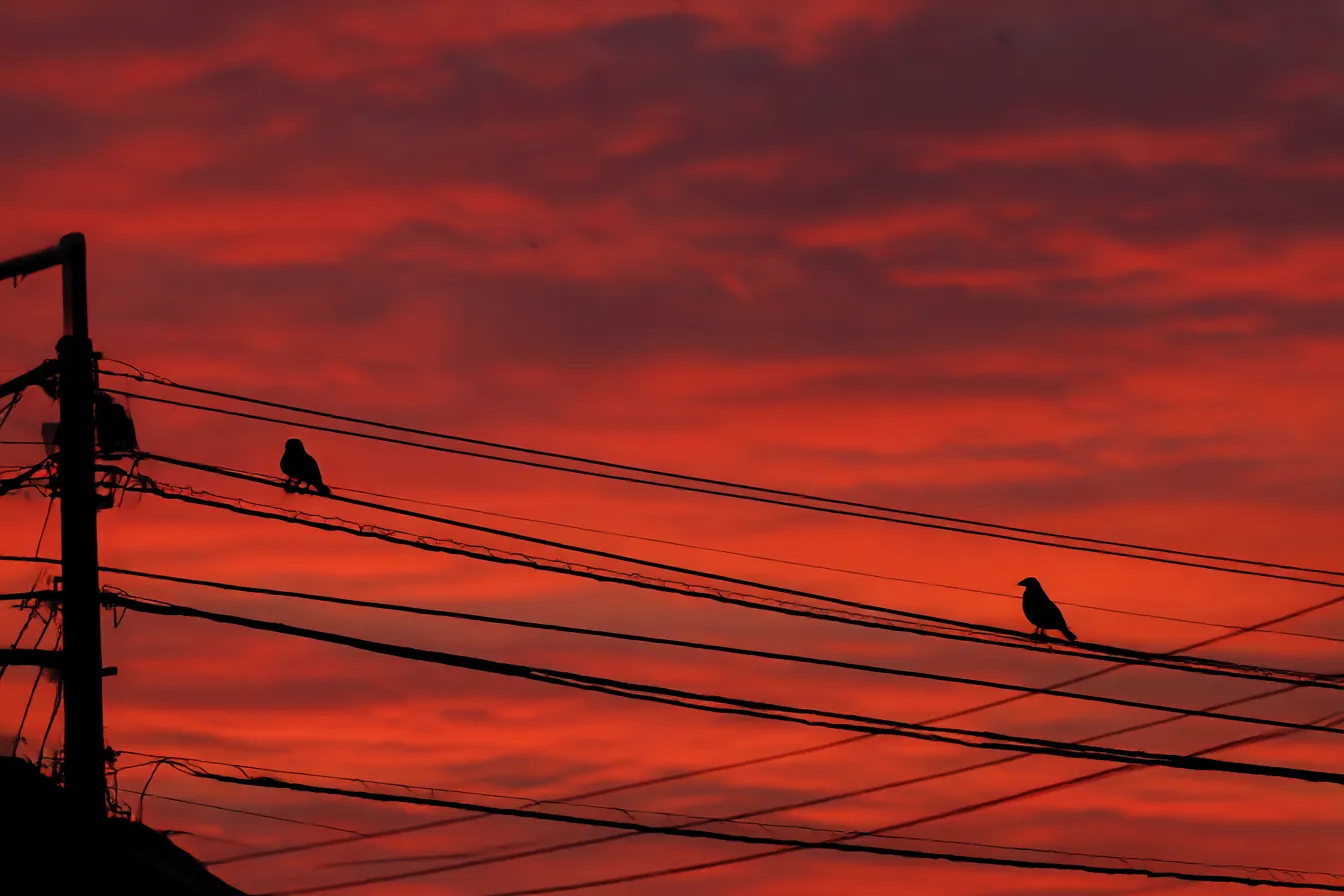 夕焼け背景×電線と鳥のシルエット｜真っ赤に染まる空に浮かぶ電線と鳥の影が印象的な構図。ドラマティックでストリート感ある演出ができ、感傷的な雰囲気のデザインにぴったり。