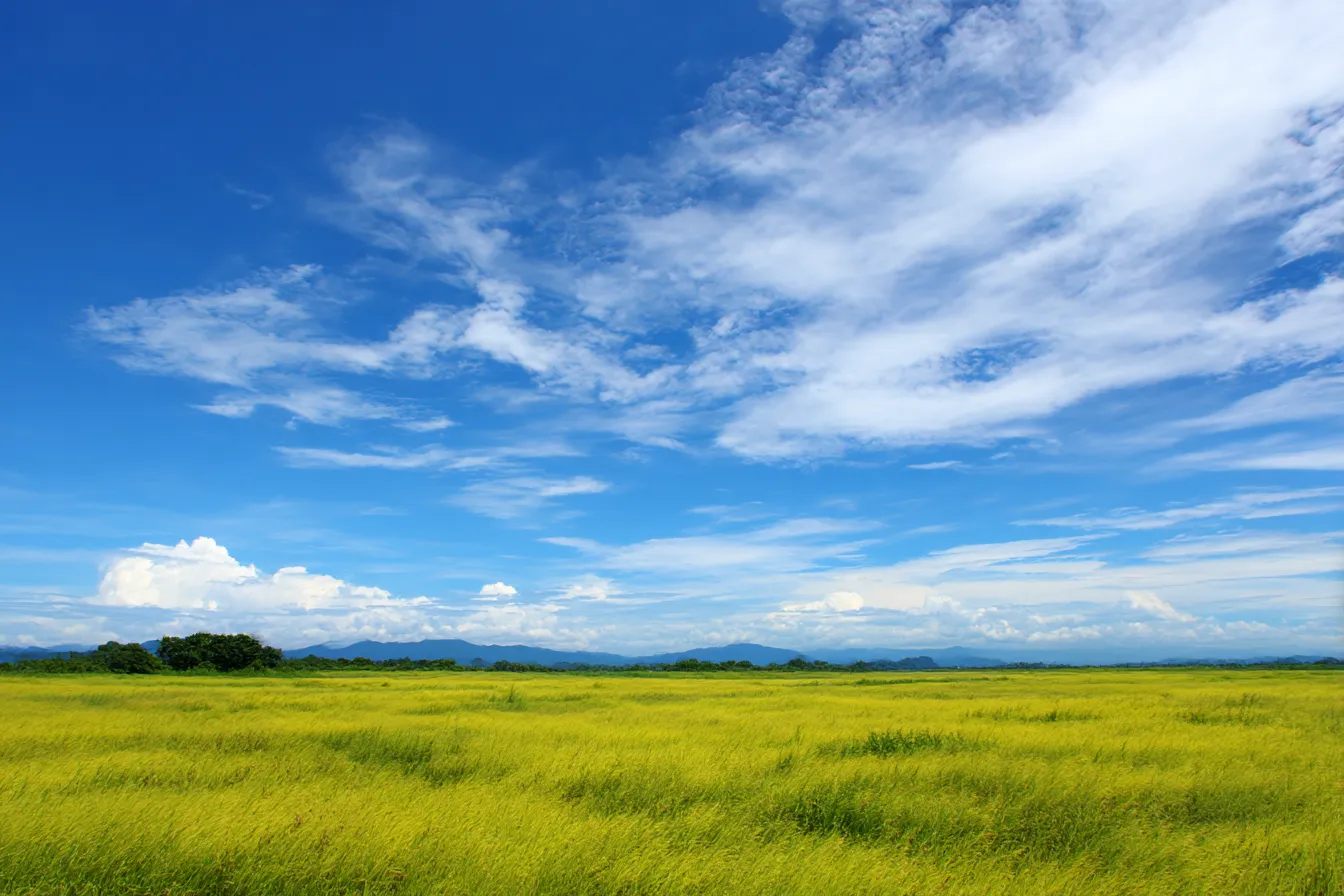 草原背景　広がる稲穂と青空の大地｜黄金色に色づいた稲穂の草原と抜けるような青空が印象的な風景背景。夏から秋への季節感を伝え、明るく開放的な雰囲気を醸し出す。