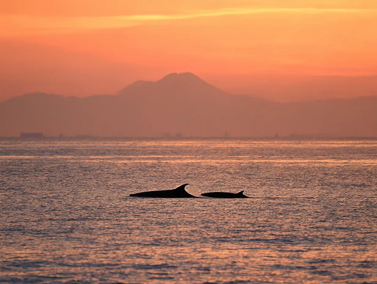クジラ写真：夕焼けと親子の影絵｜夕暮れの海を進む親子のクジラの影が、ノスタルジックな情感を生み出す。クジラ写真に込められた家族のぬくもりと余韻が印象的。