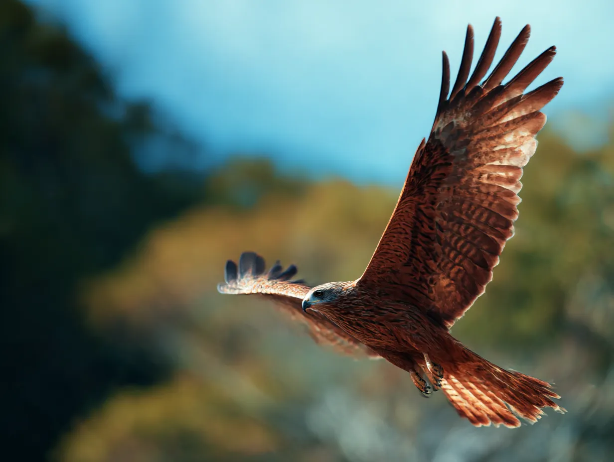 飛んでる鳥　写真　青空を翔けるトビの勇壮｜力強く羽ばたくトビの姿が印象的で、飛んでる鳥が持つ野生のエネルギーと自由さを鮮明に伝えます。