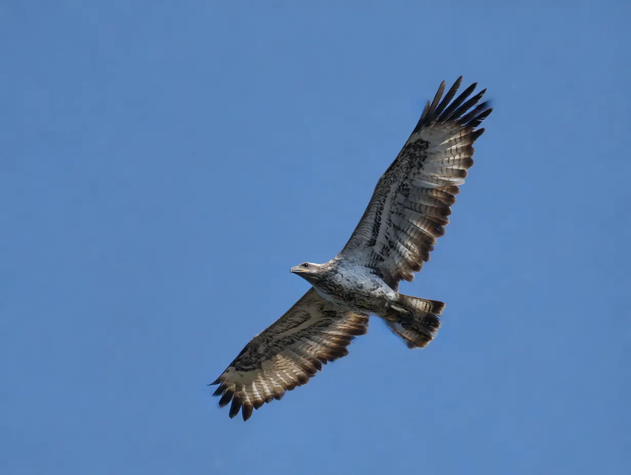飛んでる鳥　写真　澄んだ空に浮かぶノスリの影｜青空を背景に悠然と飛ぶノスリが、飛んでる鳥の孤高で堂々とした魅力をしっかりと映し出す作品です。