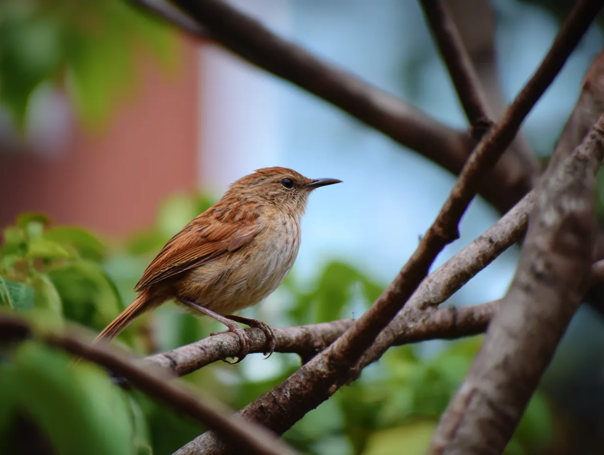 小鳥　写真　枝の間で休む茶色い小鳥｜枝の隙間でひっそりと休む茶色い小鳥が、素朴で温もりのある空気感を持つ小鳥の写真として心を和ませます。