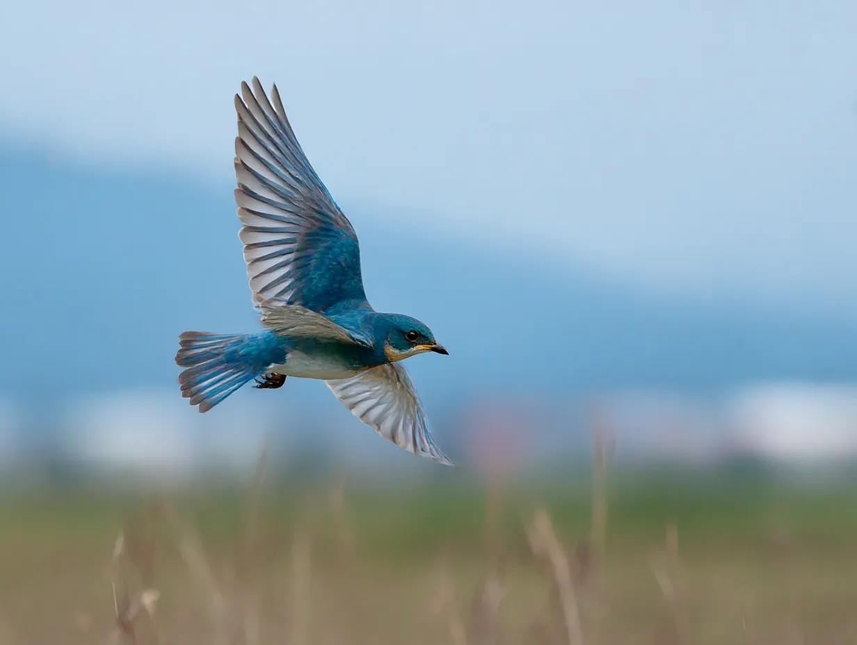 青い鳥　写真　飛翔する一羽の青い鳥｜大空を舞う一羽の青い鳥を捉えた瞬間。自由に羽ばたく様子が爽やかで、青い鳥の生命力と解放感を感じさせる作品です。