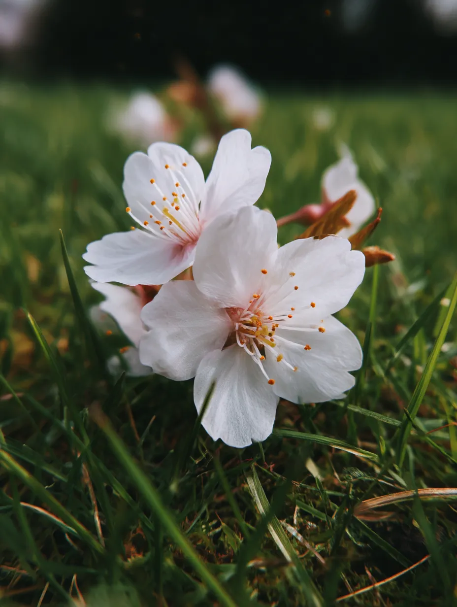 桜の花びら：芝生の上に散る桜の花びら｜芝生の中に散らばる桜の花びらが、春の爽やかな風を感じさせます。花びらが地面に落ちる瞬間を捉えた写真は、桜の花が終わりを迎えた静かな時間の流れを感じさせ、心を温かくしてくれます。