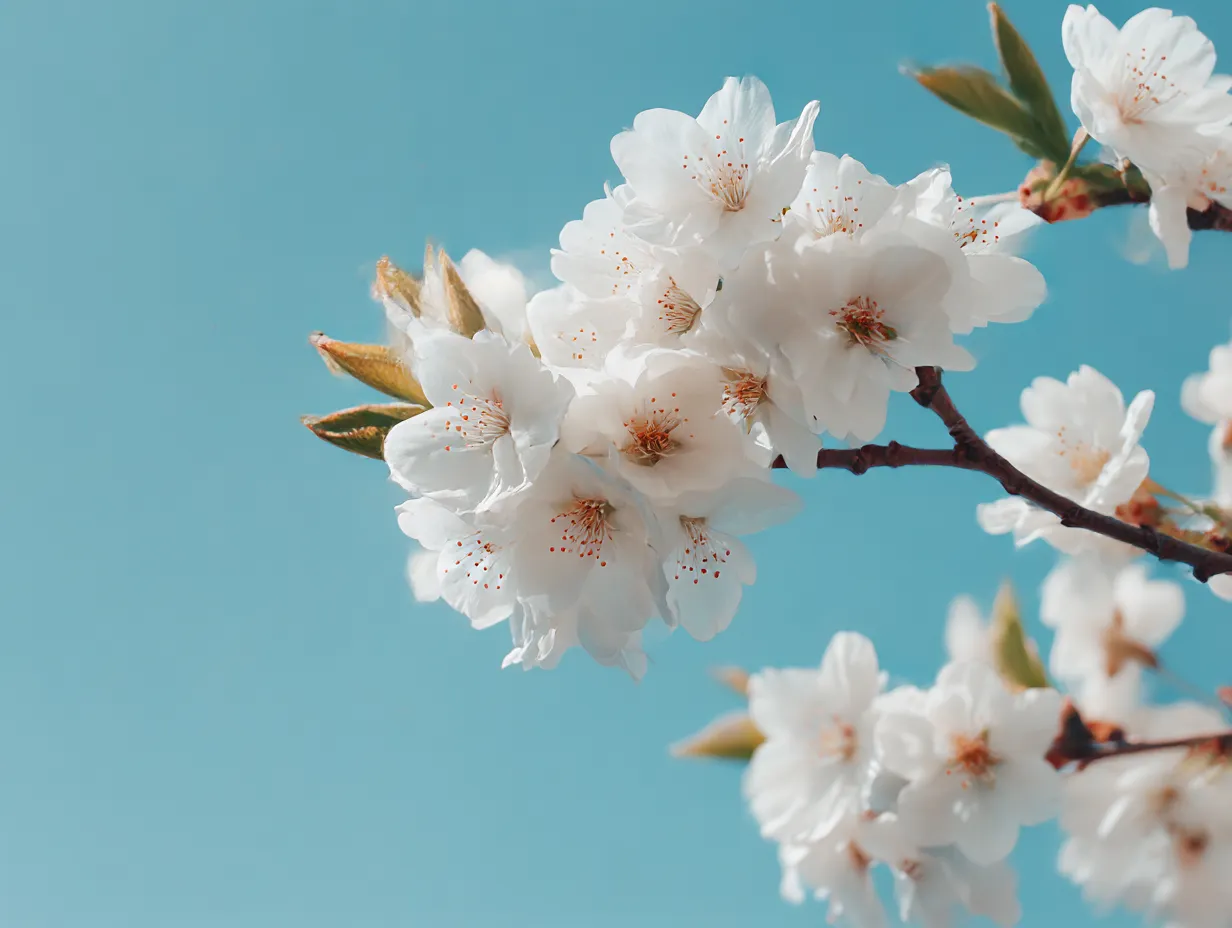桜の花びら：石畳に散らばる桜の花びら｜古びた石畳に散らばる桜の花びらが、春の儚さを感じさせる一枚です。花びらが静かに石畳に落ち、春の終わりを感じさせる雰囲気を作り出しています。自然の美しさとともに、過ぎゆく季節を感じ取ることができます。