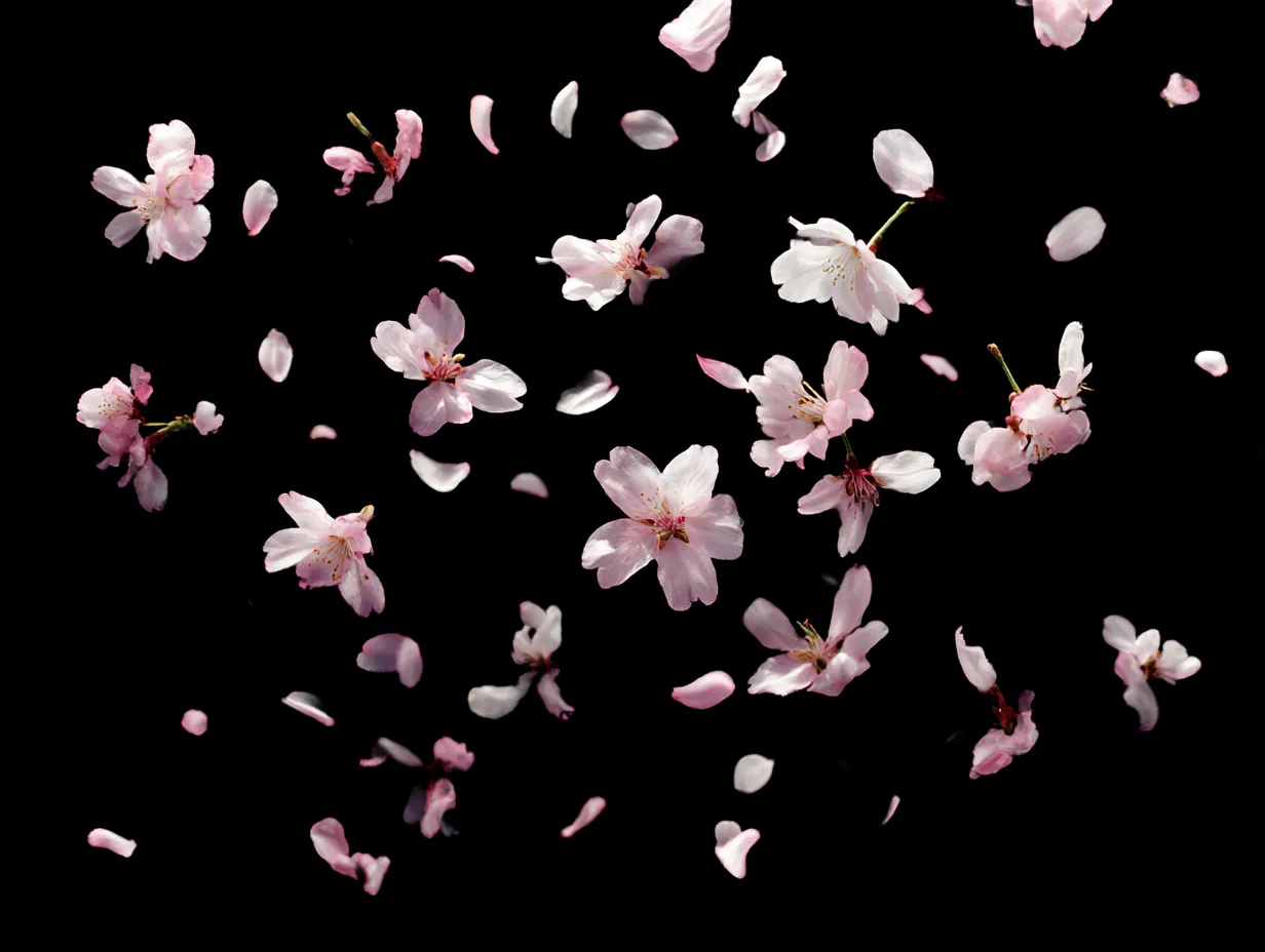 桜吹雪：黒背景の桜の花びら｜黒い背景に舞い散る桜の花びらが鮮やかに映え、桜吹雪が引き立っています。花びらが空中で静かに舞う姿は、桜の儚さを感じさせ、目を引きます。シンプルながらも深い美しさが表現されています。