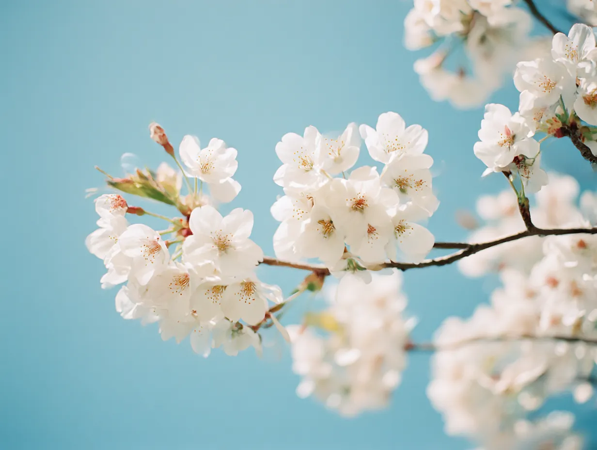 桜の枝：青空を背景に咲く桜の花｜青空を背景に咲く桜の花が春の訪れを感じさせ、鮮やかな白い花が印象的です。この桜の枝に咲く花々が、暖かい日差しの中で清々しさを与えてくれます。桜の枝から広がる美しい花の姿は、心を和ませるような穏やかな雰囲気です。