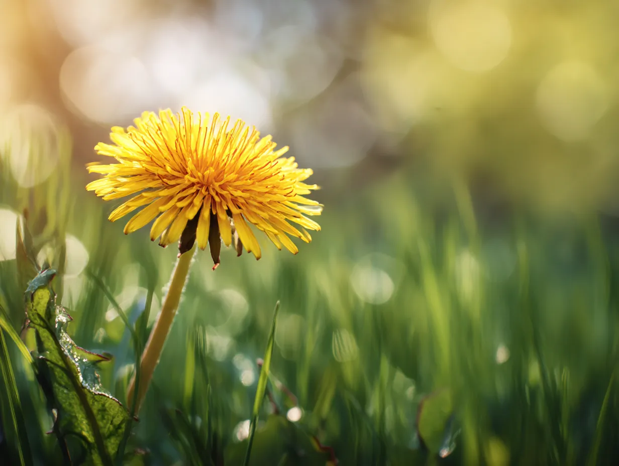 たんぽぽ：写真2｜輝くたんぽぽの花