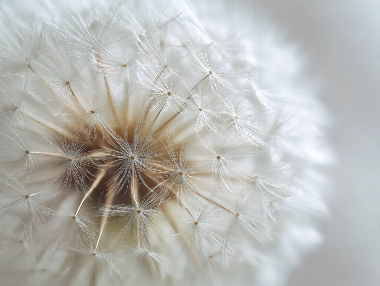 たんぽぽ：写真4｜たんぽぽの綿毛のクローズアップ