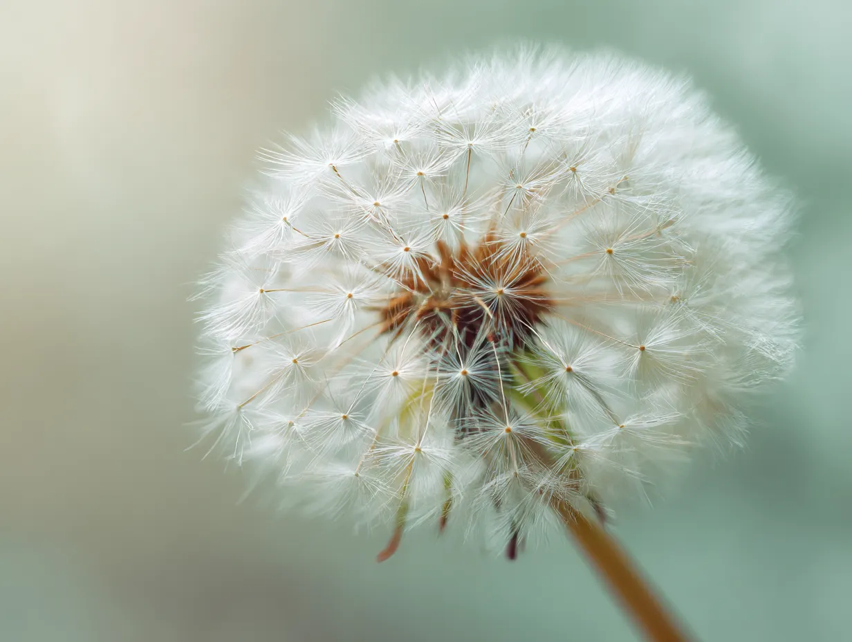 たんぽぽ：写真5｜穏やかな風に揺れるたんぽぽの綿毛