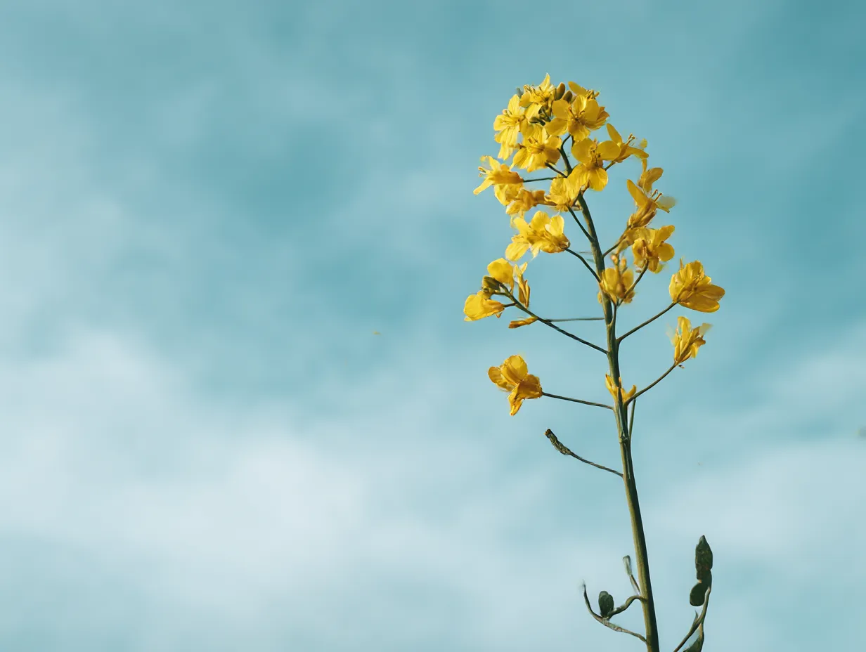 菜の花：写真6｜空を背景に菜の花の花房