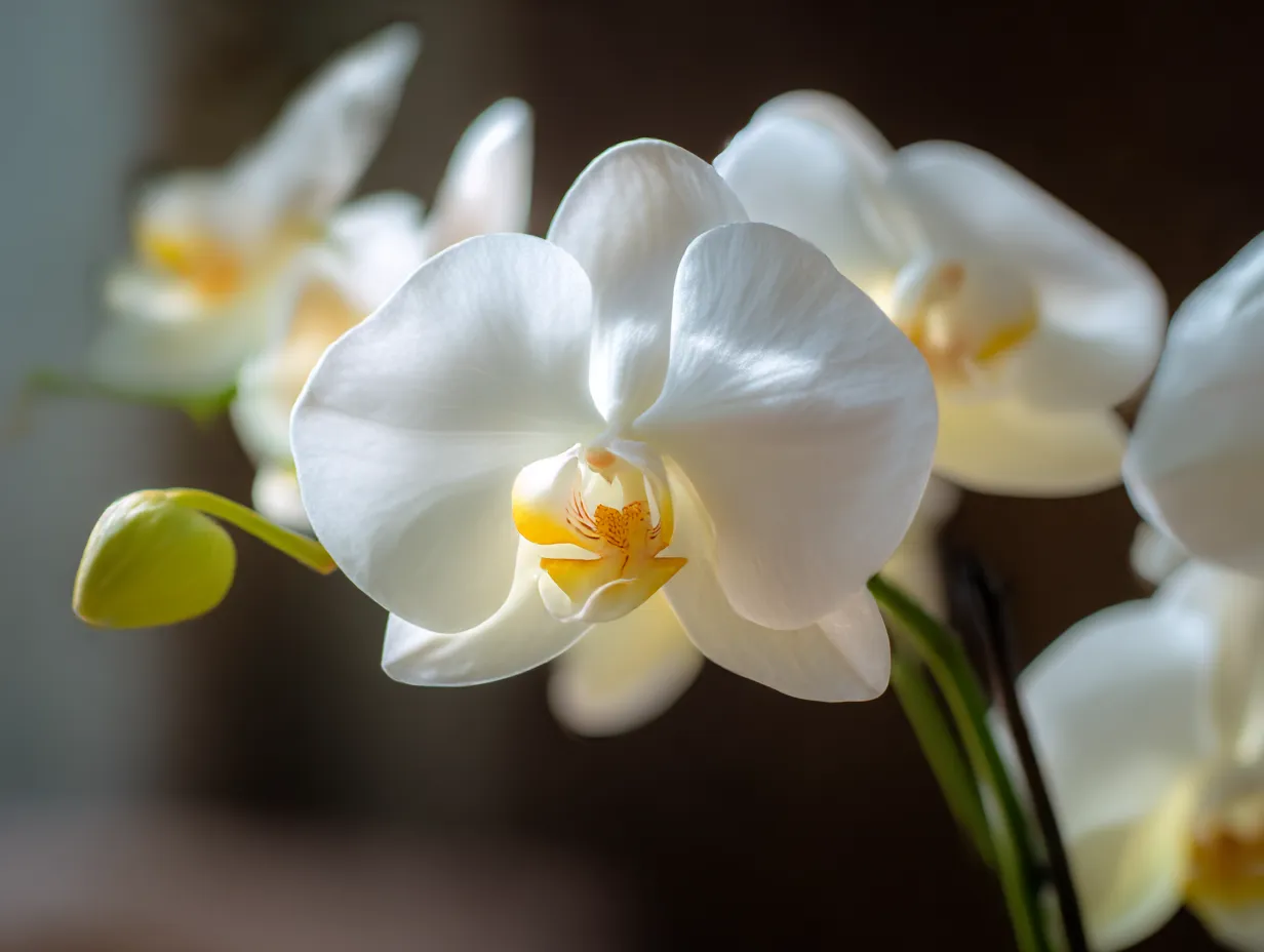 胡蝶蘭の花のアップ写真｜清楚で美しい胡蝶蘭がアップで捉えられた一枚。白く輝く花びらの中に浮かぶ黄色い中心部が、優雅な印象を与えます。細やかな光の加減が花の美しさを引き立て、胡蝶蘭の持つ気品を感じさせます。