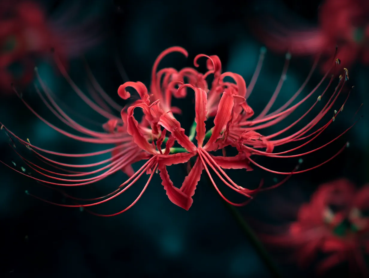 ヒガンバナの鮮烈な赤色｜ヒガンバナの花が暗い背景に浮かび、鮮やかな赤が強く印象に残る美しい一枚です。細長い花びらが放つエネルギーが、秋の神秘的な雰囲気を引き立てています。この「ヒガンバナ」の強さと美しさが、視覚的に圧倒的です。
