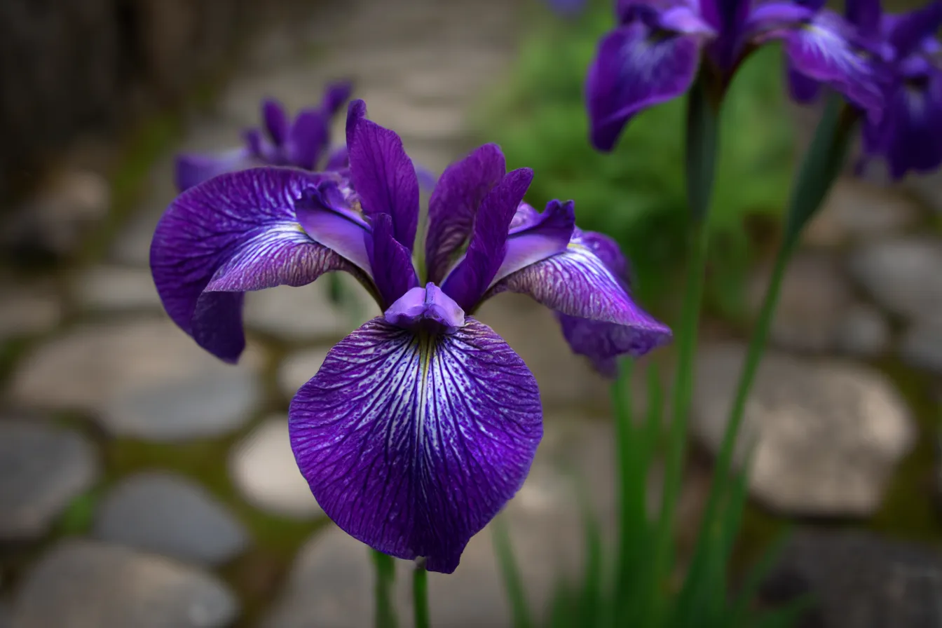 あやめの花と石畳の風景写真｜あやめが咲き誇る石畳の小道を写した写真です。紫色の花が道の脇に並び、自然と人工物が調和する風景が印象的。穏やかな光と静かな道を歩むような感覚を感じさせます。
