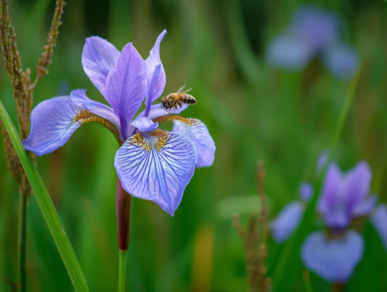 菖蒲の花と蜜蜂の写真｜菖蒲の花に蜜蜂が舞い込む瞬間を捉えた写真です。自然の中で、菖蒲の花と蜜蜂が調和し、美しい共生の風景を描き出しています。花の美しさと生命の力強さを感じます。