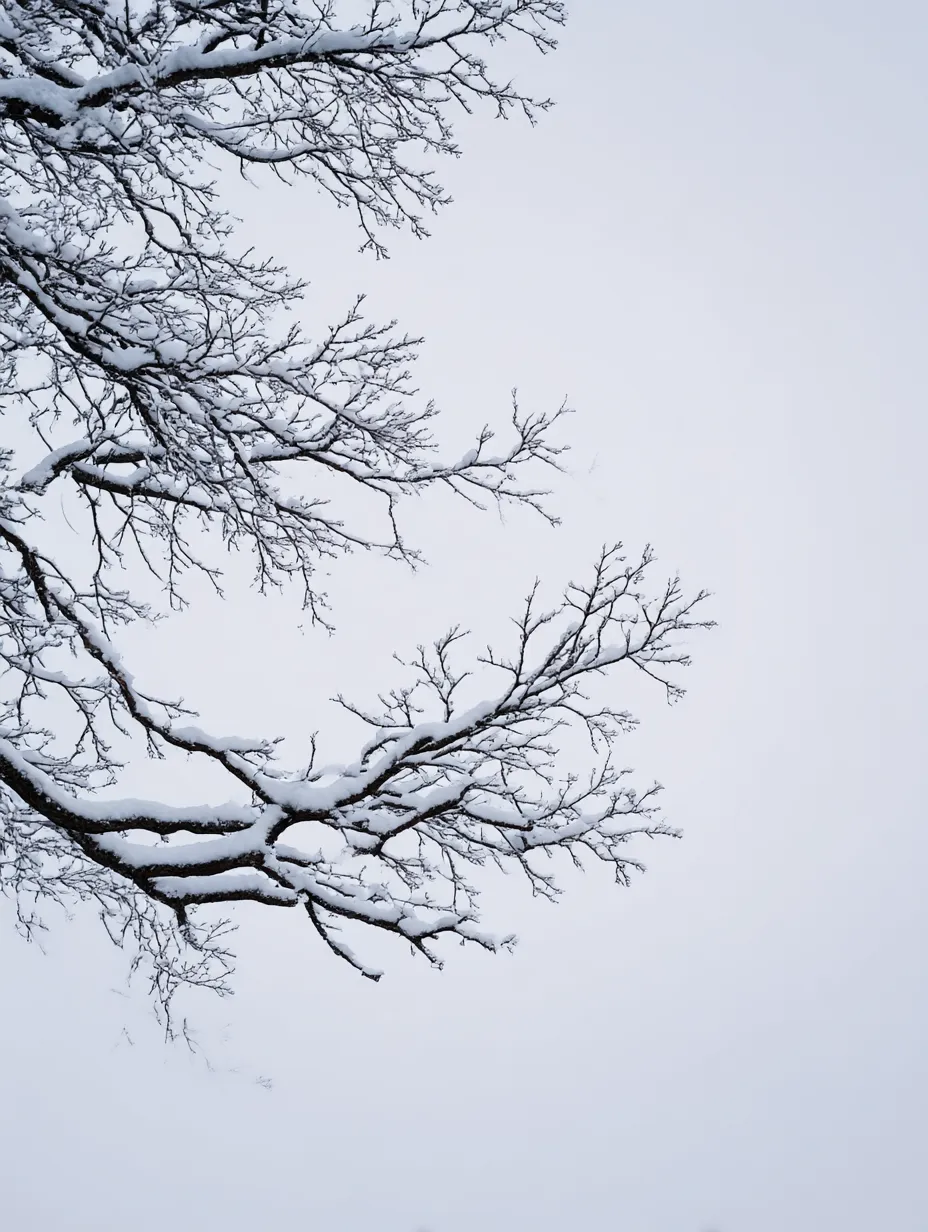 冬の雪に包まれた木の枝：写真｜冷たい冬の静けさを感じさせる、雪をまとった木の枝が美しい写真です。この「木の枝：写真」は、寒さと厳しい環境の中でも生命の力強さを表現しています。白い雪と無機質な背景が、枝の形を際立たせており、シンプルでありながらも存在感があります。