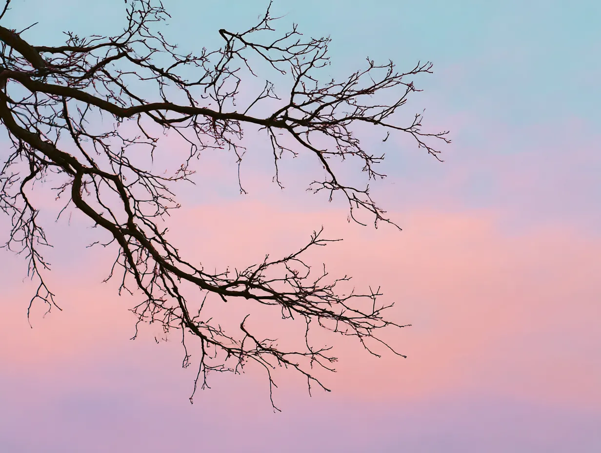 優しい夕焼けの空に映える木の枝：写真｜夕暮れ時の柔らかな空色をバックにした木の枝が印象的な写真です。この「木の枝：写真」では、空のグラデーションが木の枝の輪郭を優しく包み込み、穏やかで静かな時間が感じられます。枝の細さと空の美しさが絶妙な調和を生んでいます。