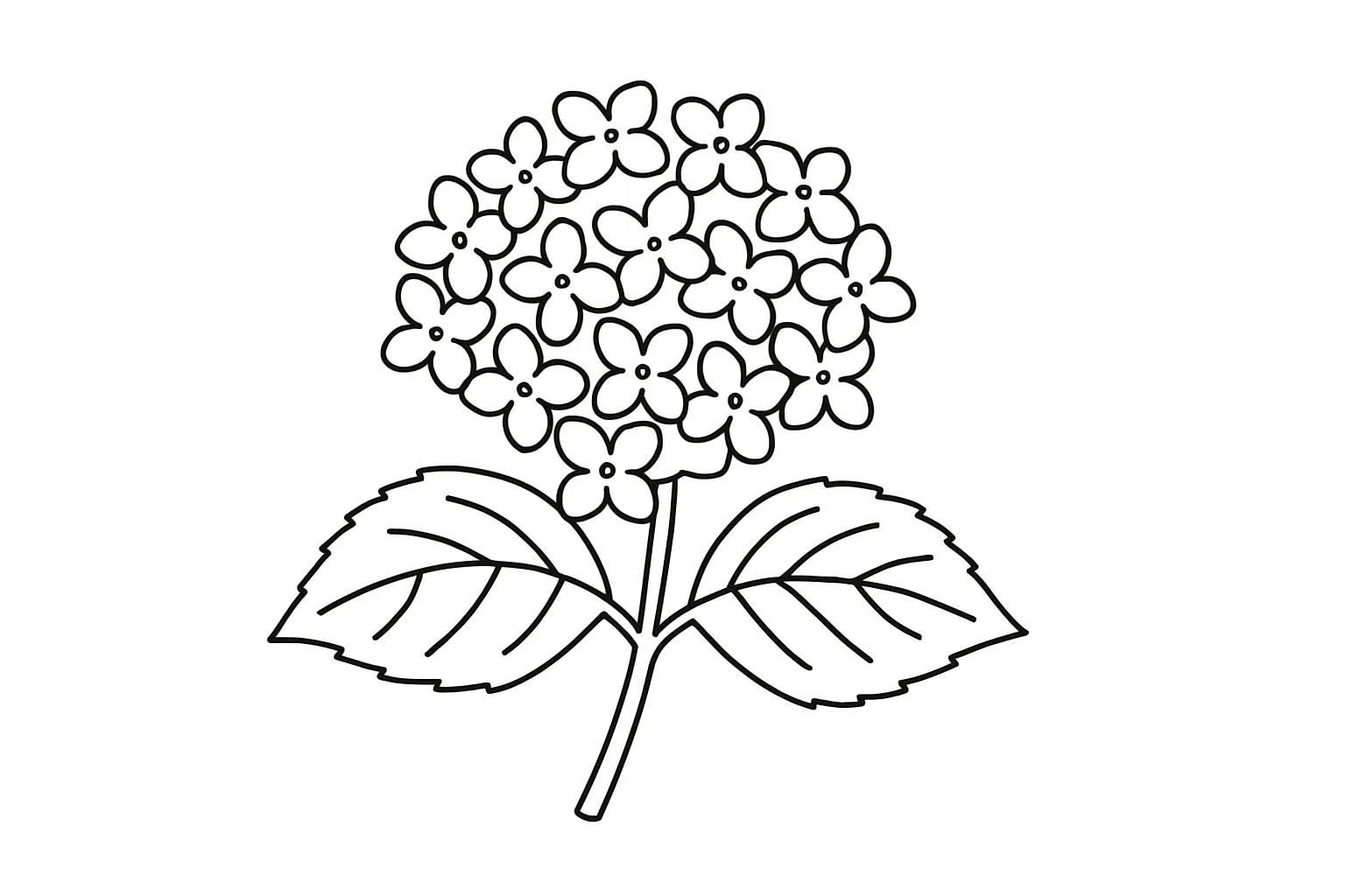 6月の塗り絵：あじさいの花｜6月の風物詩であるあじさいを主役にした塗り絵です。丸みを帯びた花びらと葉をリズムよく配置し、色塗りを通して自然の美しさに親しむことができます。