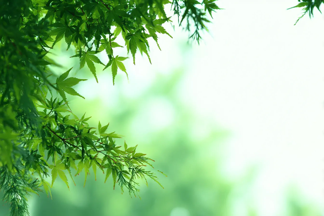 緑背景に重なる若葉の重なり｜前景の繊細な若葉が柔らかな光に照らされ、ぼかされた緑背景によって透明感ある清涼な空気感が漂います。