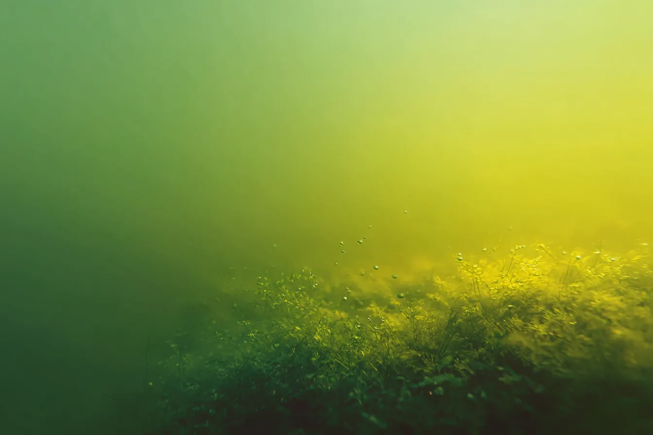 黄緑背景の水中植物群｜水中の柔らかな光に照らされた黄緑の水草が幻想的な空間を演出します。自然モチーフのカラー背景として、静けさと神秘性を備えた黄緑背景が特徴です。