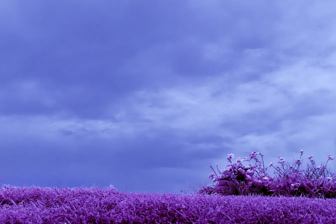 紫色の草原と花の背景｜紫色の空が広がる中、風に揺れる紫色の草と、そこに咲く花が印象的なシーンです。静寂と平和な空間が広がり、暗い空の下で鮮やかな紫色の草が幻想的な美しさを演出しています。心を落ち着ける背景素材です。
