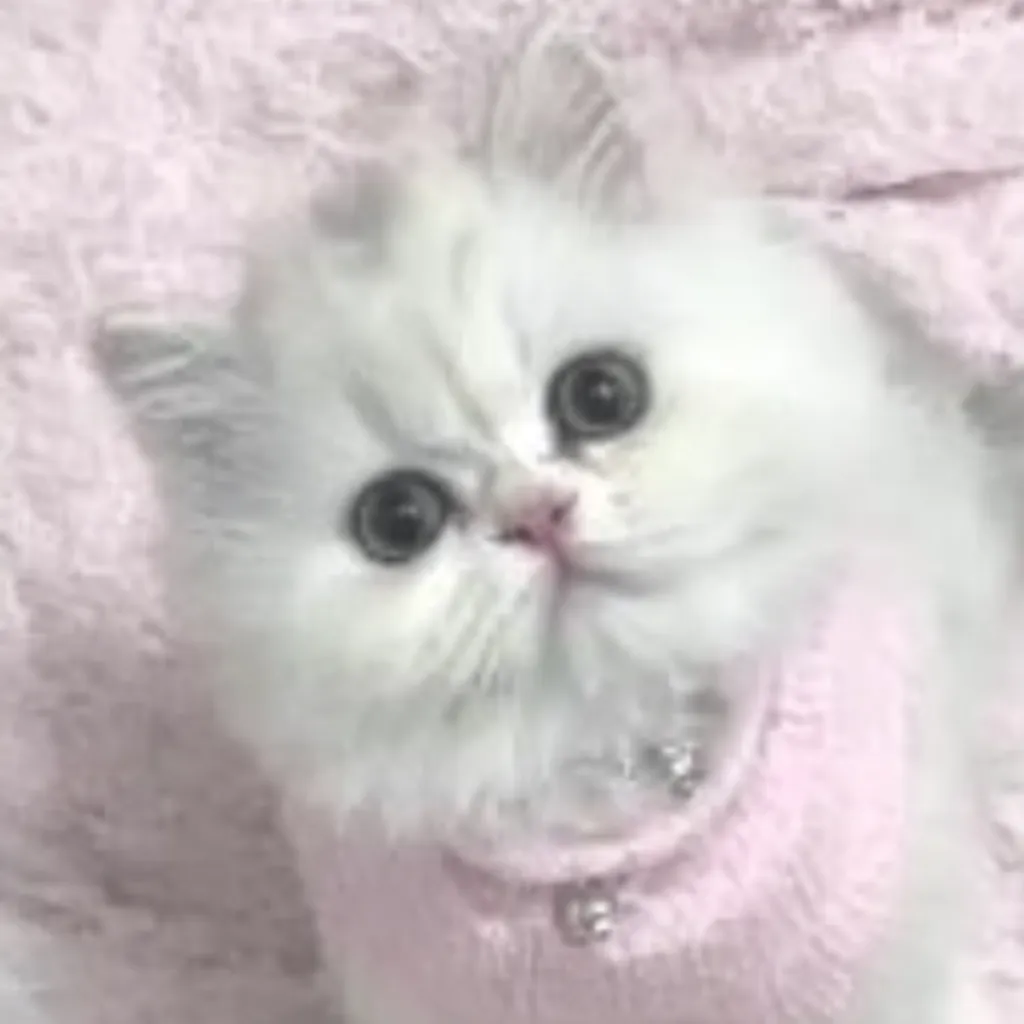 韓国アイコン猫ふわもこ｜韓国アイコン猫の白い毛並みにピンクの服が重なり、ふわもこ感が際立つ一枚。丸い顔立ちと優しい光沢が、愛らしさを最大限に引き立てています。