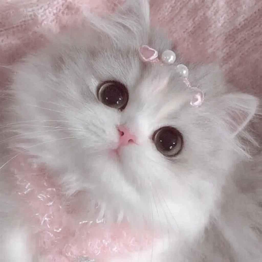 韓国アイコン猫きらめき｜韓国アイコン猫がきらめく瞳で見つめる姿は、ピンクのアクセントと毛並みのコントラストが優美さを引き出し、華やかで可憐な雰囲気を作り出しています。