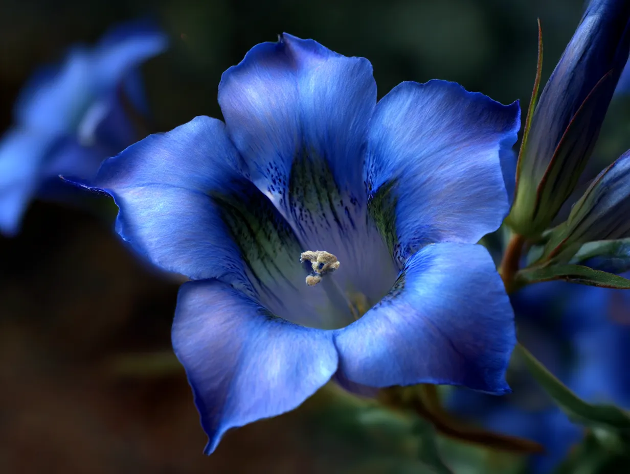 10月花写真・りんどうの神秘的なブルー｜深く鮮やかな青紫のりんどうをアップで捉えた写真。花びらのグラデーションや細部の質感が、美しさと力強さを際立たせます。