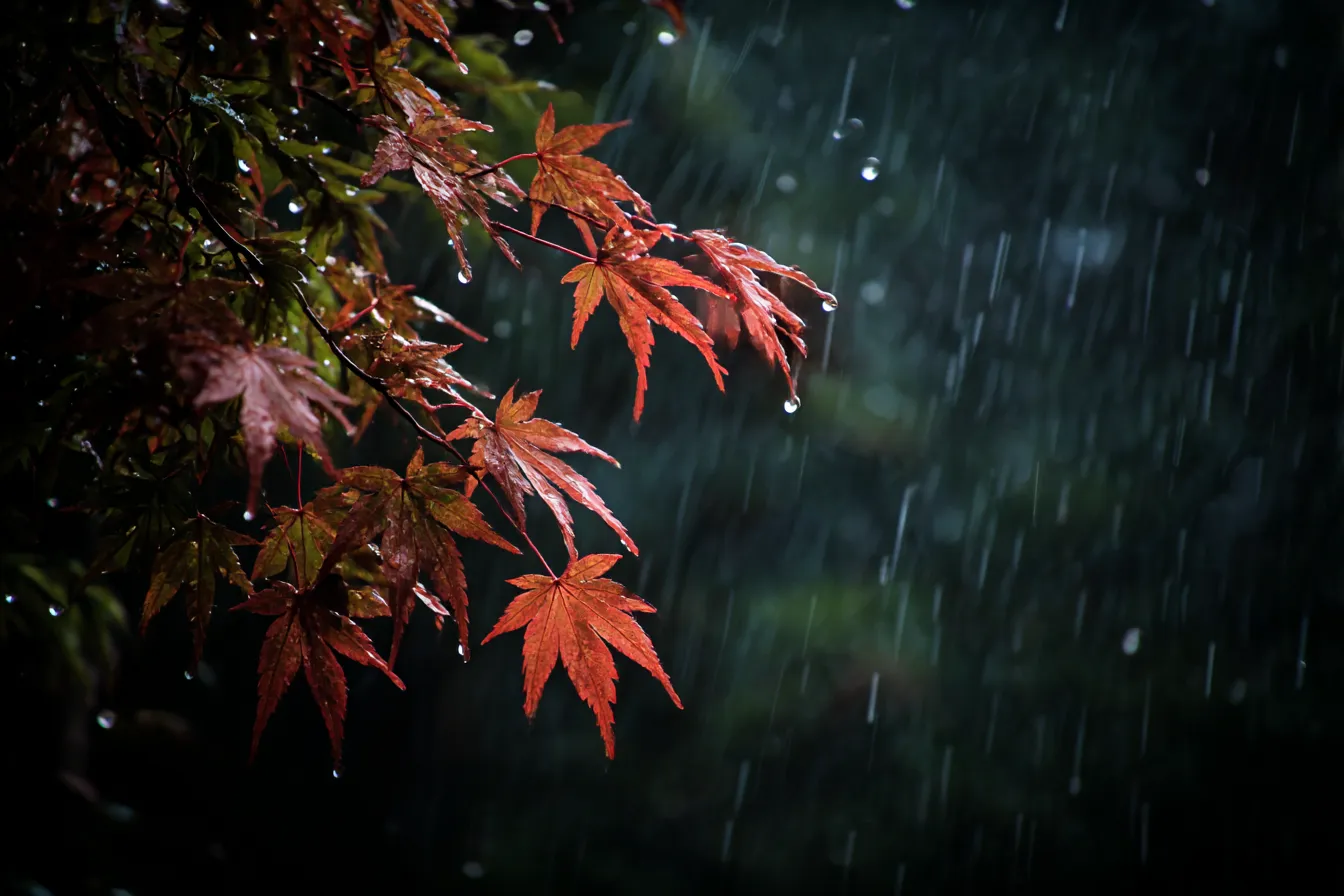 秋雨・写真に映る紅葉と雨粒の瞬間｜暗がりの中で赤く染まった紅葉に雨粒が光を受けて輝く情景。水滴の描写が印象的で、写真ならではのリアリティと秋雨のしっとりとした空気感が際立っている。
