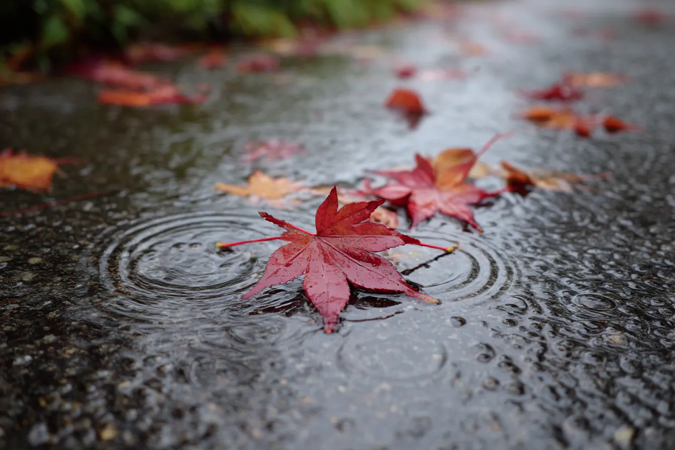 秋雨・写真に映る落ち葉と水たまり｜アスファルトに広がる雨粒の波紋と落ち葉が静かに共演。接写ならではのピントとぼかしが美しく、写真ならではの静寂と感傷を呼び起こす構図。