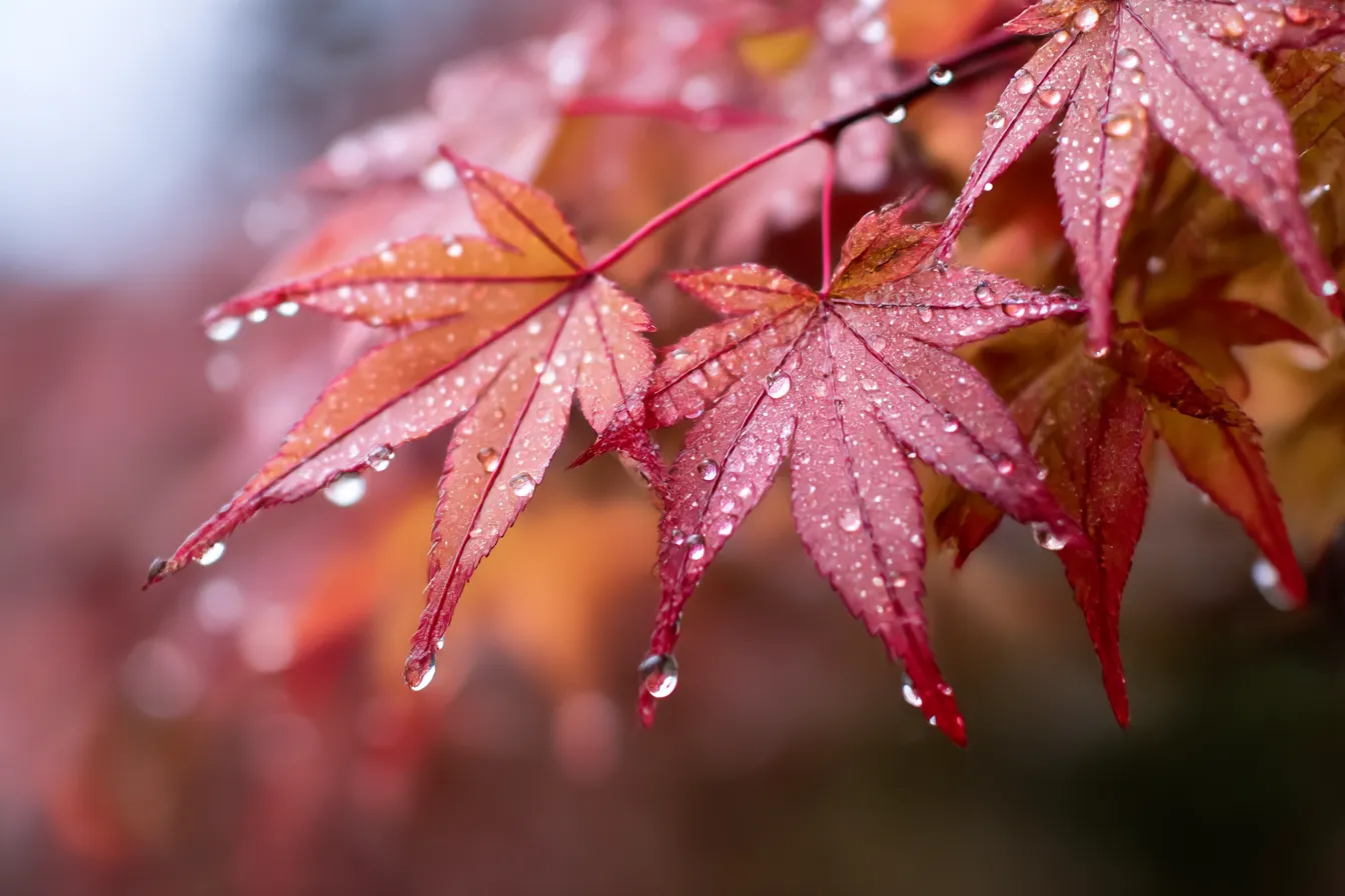 秋雨・写真に映る濡れた紅葉の接写｜紅葉の葉に宿る無数の水滴が、朝露のような透明感で描かれる。鮮やかさと繊細さが融合した写真表現で、秋雨の柔らかく澄んだ空気を伝えている。