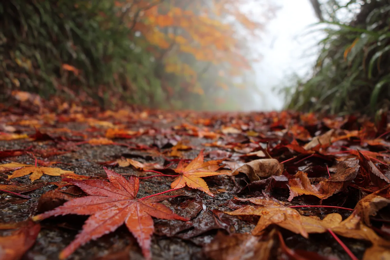 秋雨・写真に映る紅葉と霧の山道｜霧の中に沈む紅葉の山道に濡れた落ち葉が広がる。低彩度でやや霞んだ描写が、写真としての深みと、しっとりとした秋雨の風景を印象的に捉えている。