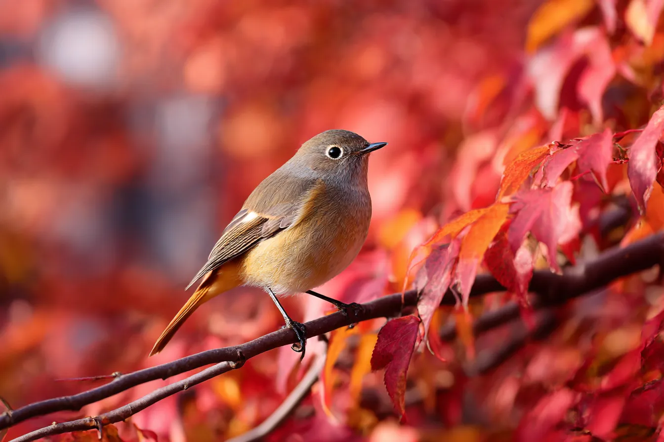 秋の動物写真・ジョウビタキ｜真っ赤な紅葉を背景に枝にとまるジョウビタキを写した秋の動物写真。小鳥の丸みと背景のにじむ赤が、柔らかく可憐な印象を与えます。