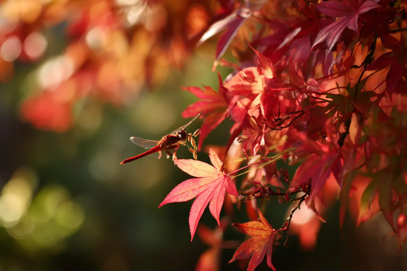秋の動物写真・赤とんぼと紅葉｜逆光に透けるもみじに赤とんぼがとまる秋の動物写真。繊細な羽の質感と赤系グラデーションの背景が、儚くも静かな秋の空気感を伝えます。