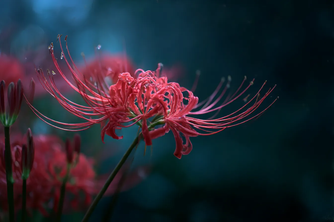 彼岸花の幻想的な秋の花写真｜暗い背景に浮かび上がる真紅の彼岸花が印象的な秋の花写真。繊細な光と雫がドラマチックで幻想的な雰囲気を演出し、花の美しさを際立たせています。