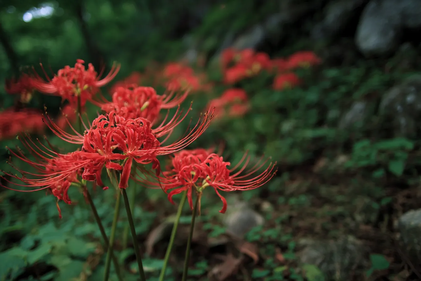 群生する彼岸花の秋の花写真｜緑に囲まれた山道に咲く彼岸花の群生を捉えた秋の花写真。自然の中に咲き誇る赤い花々が力強く、季節の移ろいを感じさせる構図です。