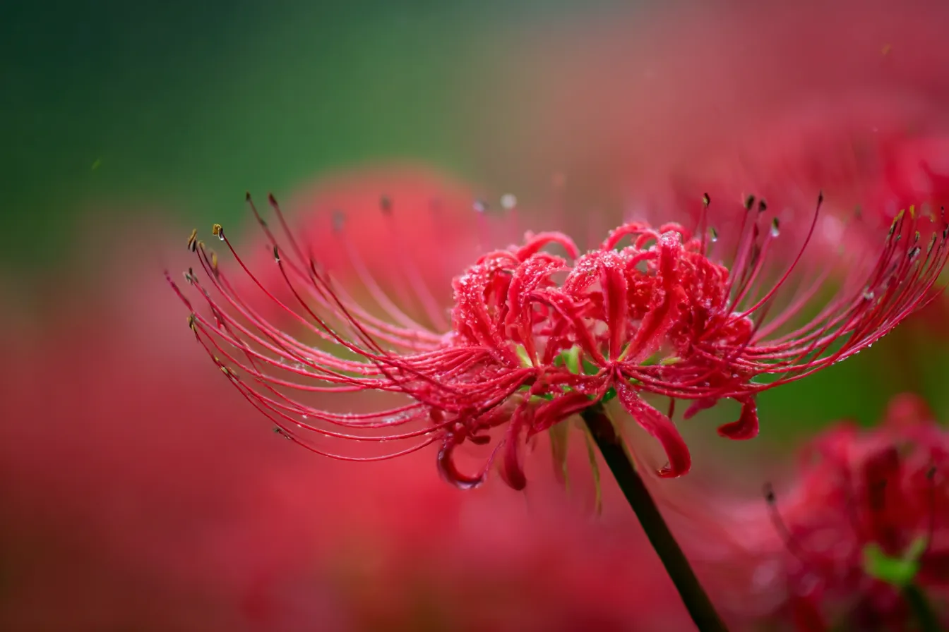 しっとり濡れる彼岸花の秋の花写真｜水滴をまとった真紅の彼岸花を接写した秋の花写真。柔らかなボケと濡れた花弁の質感が静けさと詩情を漂わせる美しい描写になっています。