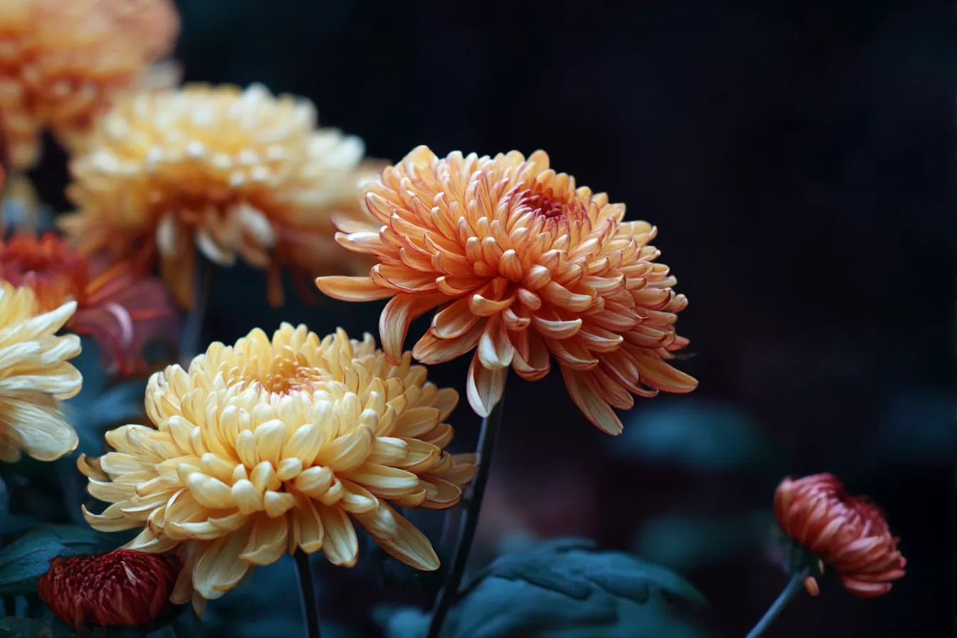 橙と黄色の菊が咲く秋の花写真｜落ち着いた背景に映える橙や黄色の菊を捉えた秋の花写真。花弁の立体感と豊かな色調が、秋の深まりと気品を感じさせる一枚です。