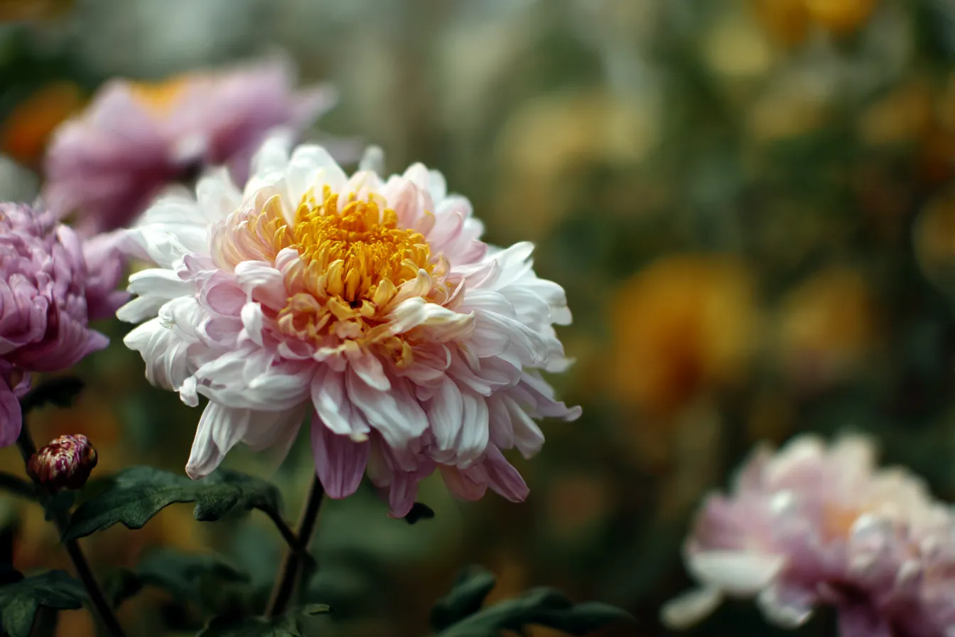 白桃色の菊が咲く秋の花写真｜淡いピンクと黄色のグラデーションが美しい菊のアップ写真。柔らかな光に包まれ、優美で温かみのある秋の雰囲気を感じさせてくれます。